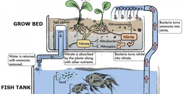 aquaponic_farming_serveimage_1.jpeg