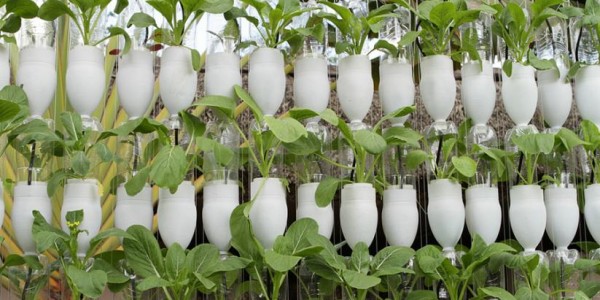 hydroponics_farming_serveimage_2.jpeg