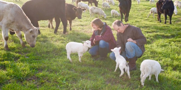 grassfed_beef_lamb_farming.jpg